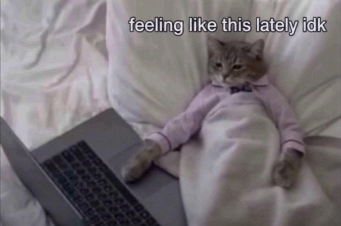 LiterallyMeCats tweet media