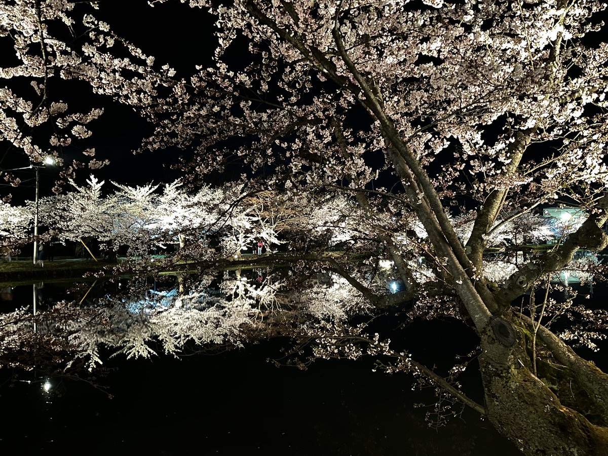 jun_685's tweet photo. 夜桜🌸 水面に映る桜🌸 https://t.co/nLFXikffDj
