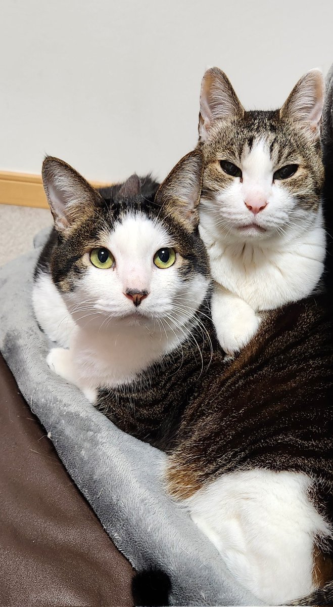 やわい tweet media