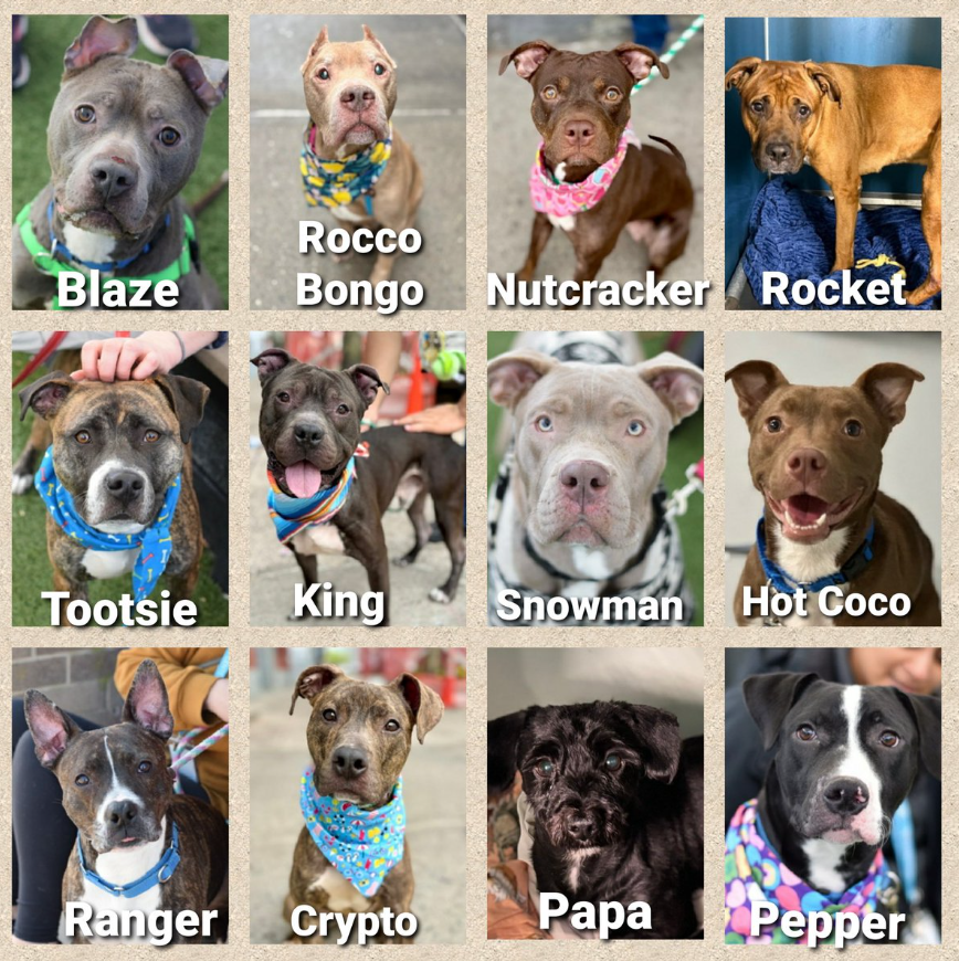 NMBewitched's tweet image. #NYCACC 
Kill Commands 
#FostersSaveLives