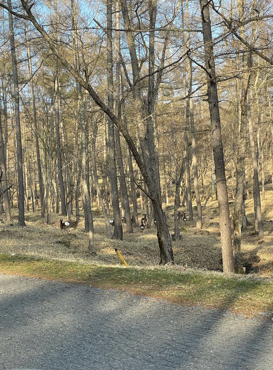 ここ通って大丈夫なの？って道をGoogleマップに案内されながら目的地までの道すがらシカの群れ🦌🦌🦌
レコーダー出す暇もなくボスっぽい大きいやつがキー！と鳴いてみんな逃げ出した