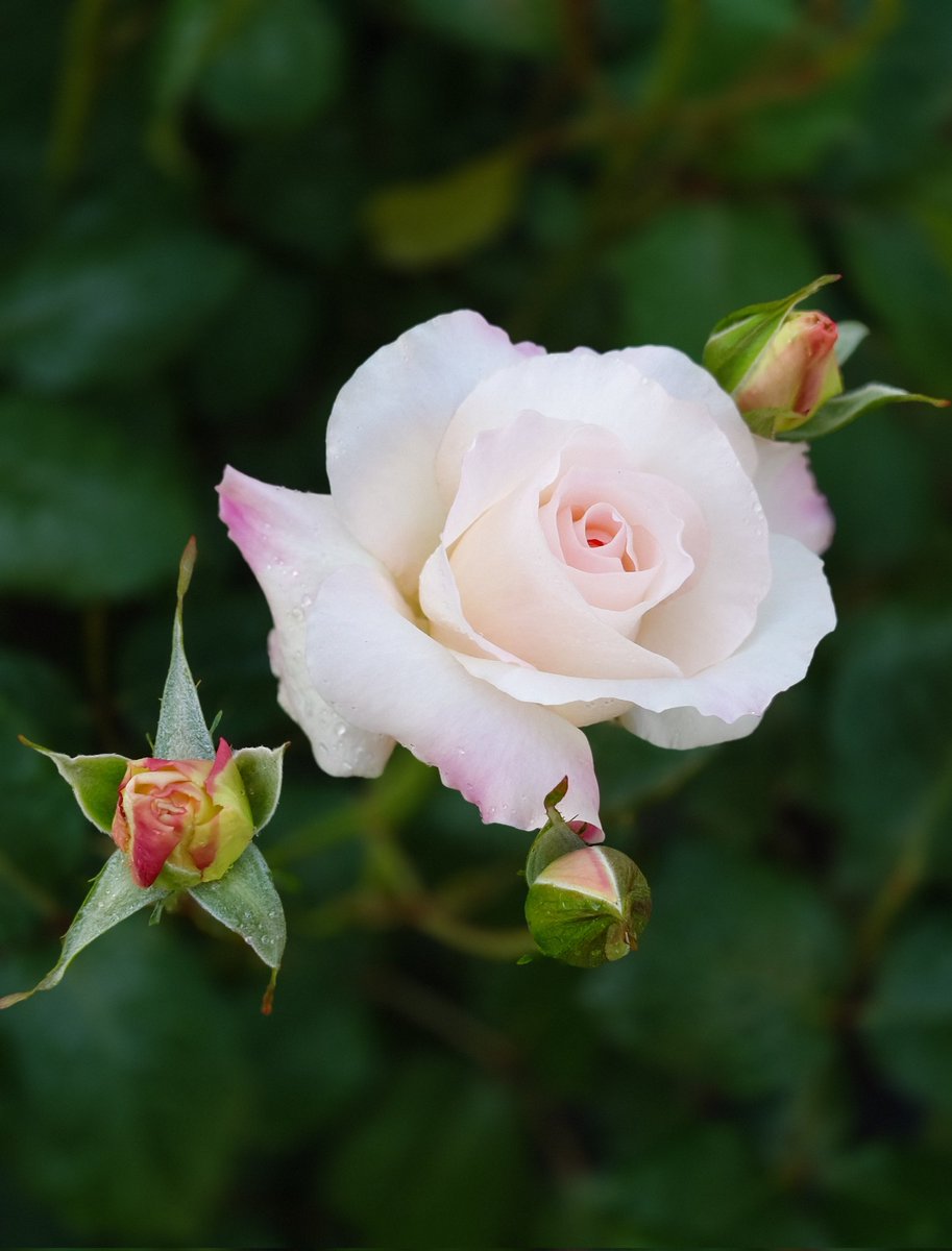 𓁞𓋹 𝙼𝚊𝚊𝚊𝚌𝚘 𓏣𓁙 tweet media