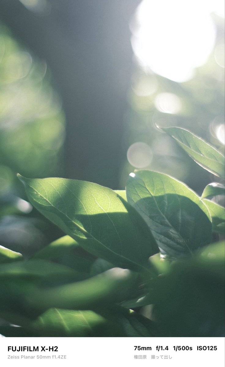 loqg78's tweet image. 天気が良い🍵(´ω`)ｽﾞｽﾞ

#fujifilm_xseries #XH2 #Zeiss #Planar50ZE #ノスタルトーン