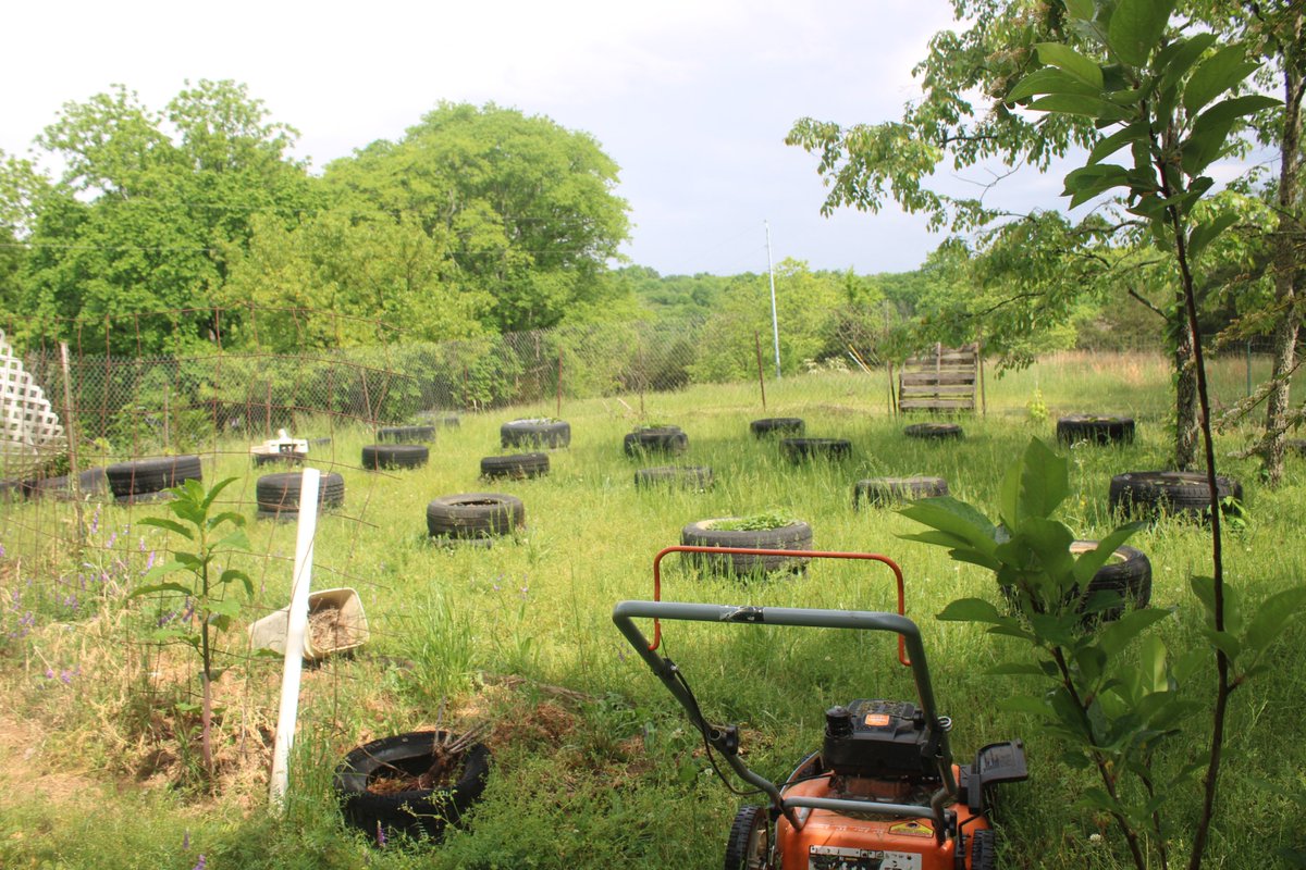 docsanderson's tweet image. #Scientists #Botany #Garden #Flowers #Food #Cardio @NatGeo @danpeckwx @HeartsofHeroes_ @Nature G Lizzie Mags finished out my day with mowing inner &amp;amp; outer gardens then it rained on me. Mwah Wet Beautifuls getting ready for Dinner #Pizza Night Lelon