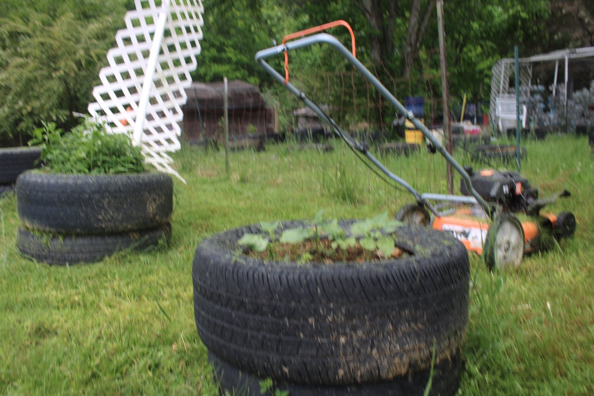 docsanderson's tweet image. #Scientists #Botany #Garden #Flowers #Food #Cardio @NatGeo @danpeckwx @HeartsofHeroes_ @Nature G Lizzie Mags finished out my day with mowing inner &amp;amp; outer gardens then it rained on me. Mwah Wet Beautifuls getting ready for Dinner #Pizza Night Lelon