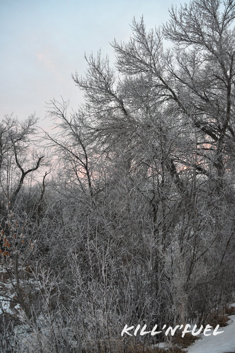 KillNFuel's tweet image. Remembering how cold it felt. 📸❄️

#trees #nature #frozen #cold #winter
