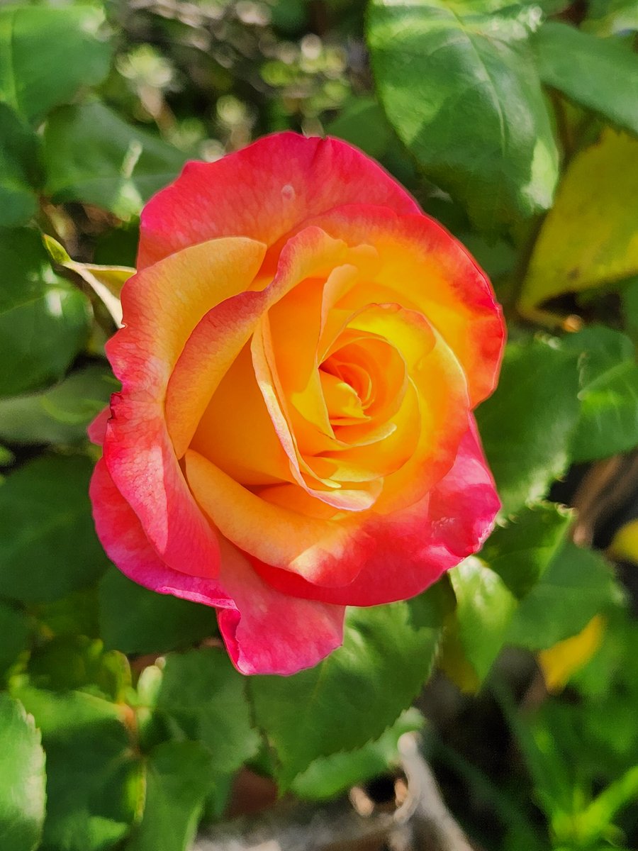 髭さん tweet media