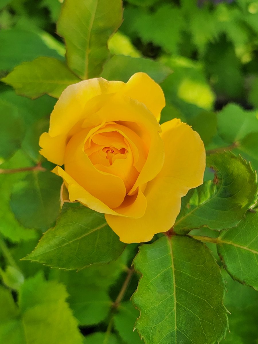 髭さん tweet media