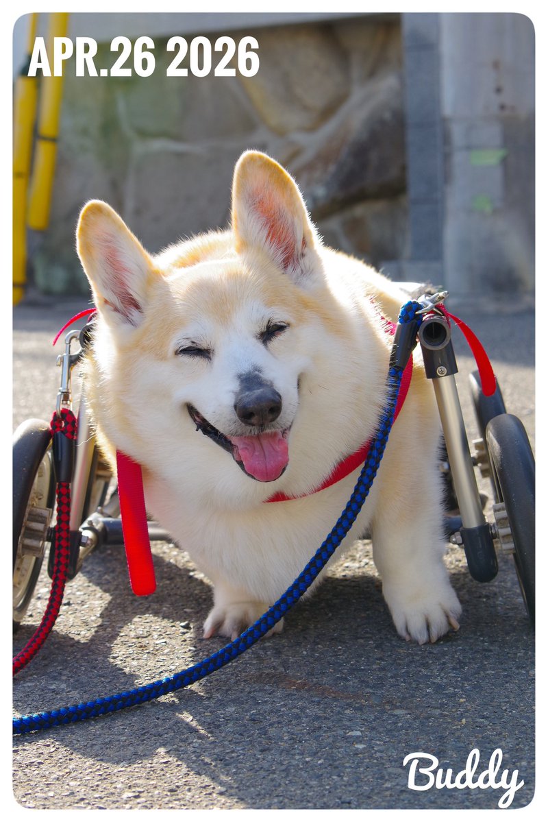 Buddy1957090828's tweet image. 『朝のお散歩終了です』
朝のお散歩 終了です。 よく晴れた朝です。 日が昇ってからのお散歩、 日差しを心地よく感じます。 暖かい お散歩です。
#コーギー #corgi #Buddy君