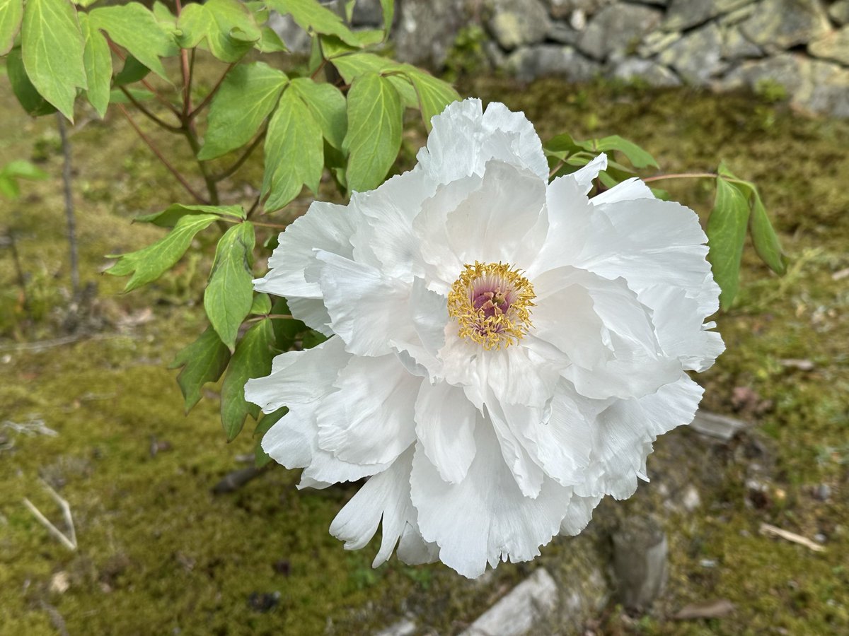 高雄山　神護寺 tweet media