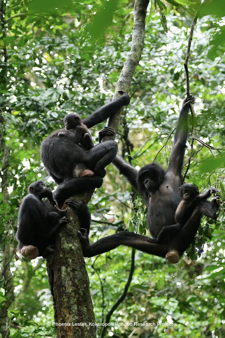 Bonobodotorg's tweet photo. 🌿 A rare glimpse into a meat-eating moment among wild bonobos.

After a successful lokiyo (flying squirrel) hunt, Madonna of the Kokoalongo group feeds—while others wait nearby.

🎥 © Phoenix Lester

Watch: https://t.co/XZe1FeL5Fu

#Bonobos #Conservation #GreatApes https://t.co/AKTpO5Qn62