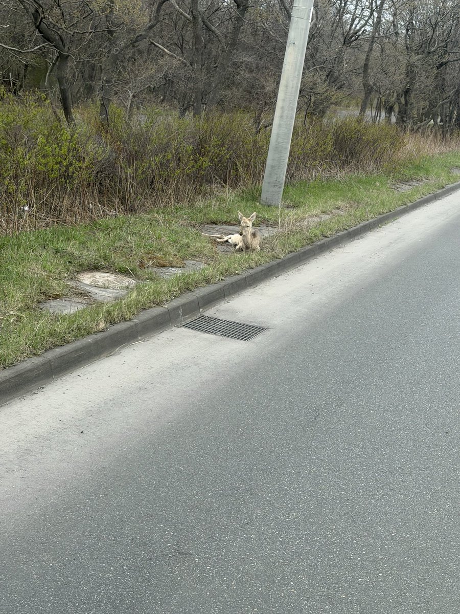 朝からずっといるけどケガでもしてんのかな❓