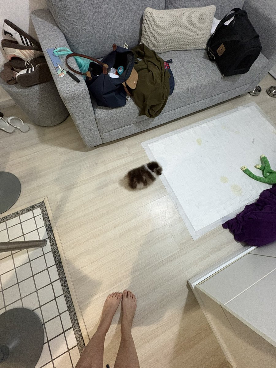 topico bobo tenho uma pulga em casa