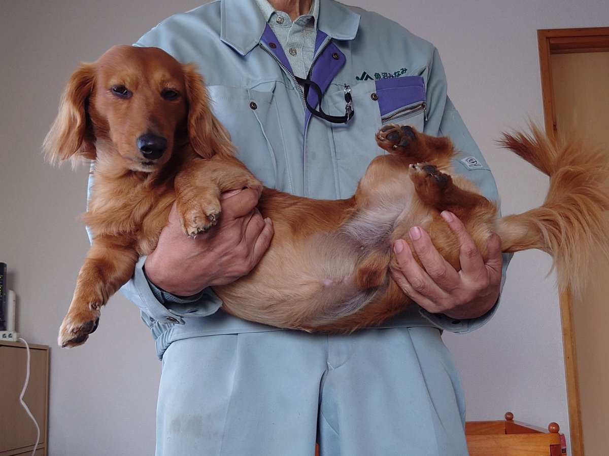 ラッキー tweet media