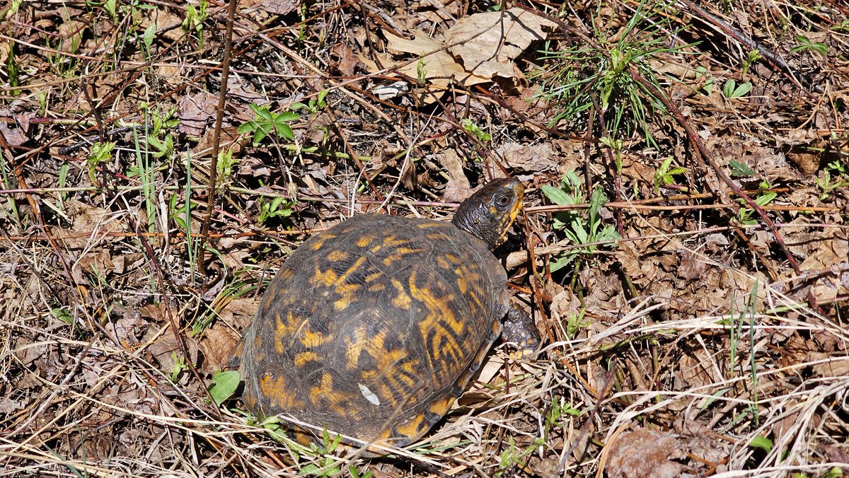 shinobi555666's tweet image. Eastern box turtle out back of my property.  Stay safe and go procreate ma'am! #Michigan #boxturtle
