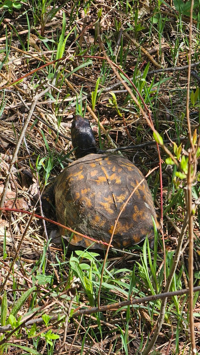 shinobi555666's tweet image. Eastern box turtle out back of my property.  Stay safe and go procreate ma'am! #Michigan #boxturtle