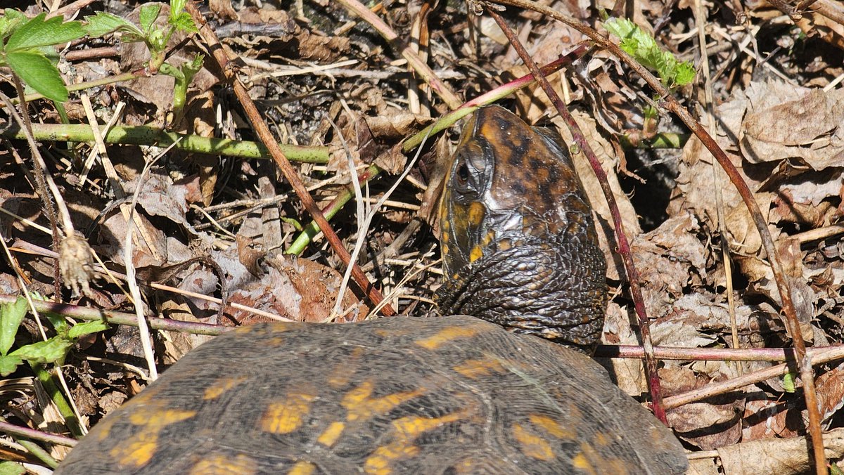 shinobi555666's tweet image. Eastern box turtle out back of my property.  Stay safe and go procreate ma'am! #Michigan #boxturtle