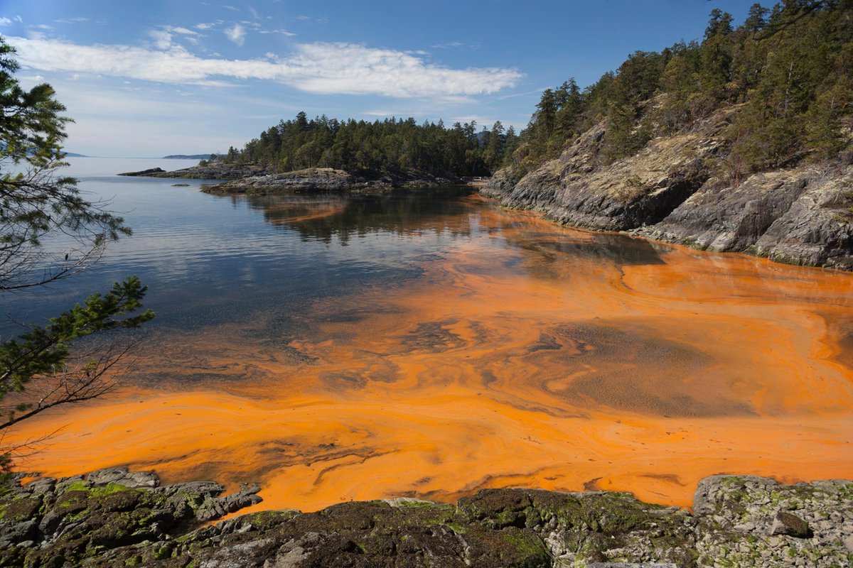 OCOCReport's tweet photo. 🚨These AI Data Centers Will Cause Energy & Water Prices to SKYROCKET Across the USA🚨
Texas is leading the way by destroying its coastline for Israeli desalination plants.
IDE’s $1 Billion facility will dump toxic hyper-salty brine + PFAS forever chemicals into the Gulf, while feeding power-hungry server farms that:
➡️Drink up to 5 million gallons of water per day
➡️Use as much electricity as a city of 300,000–500,000 people

The result? Polluted oceans, contaminated water, and massively higher energy + water bills for every American.
This is corporate greed on steroids.
Texas (and America) is being sacrificed for Big Tech.