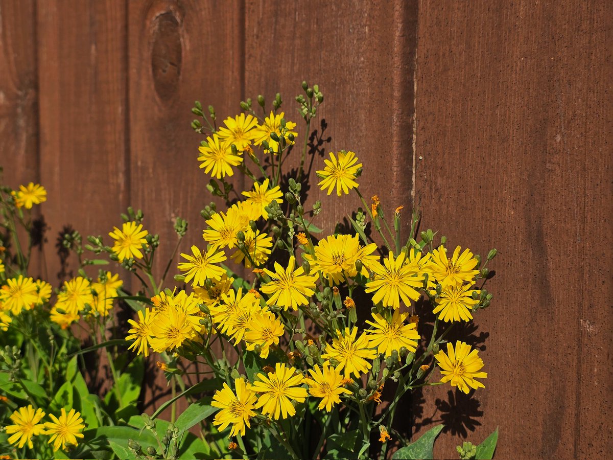 Mugi 🐢🐍玄무기 | VTuber Trainee tweet media