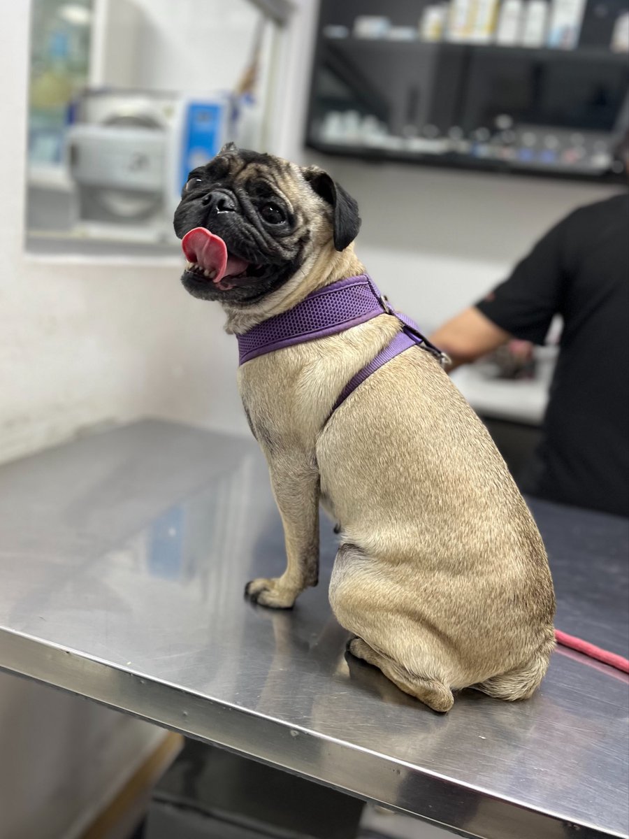 𝙷𝚎𝚕𝚊 𝙼𝚘𝚛𝚎 🐶 tweet media