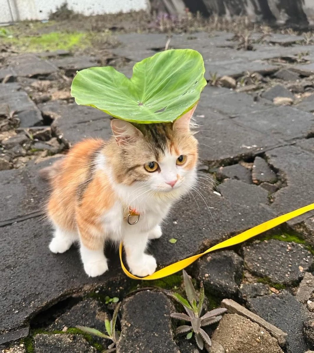 The Cats 𝕏 tweet media