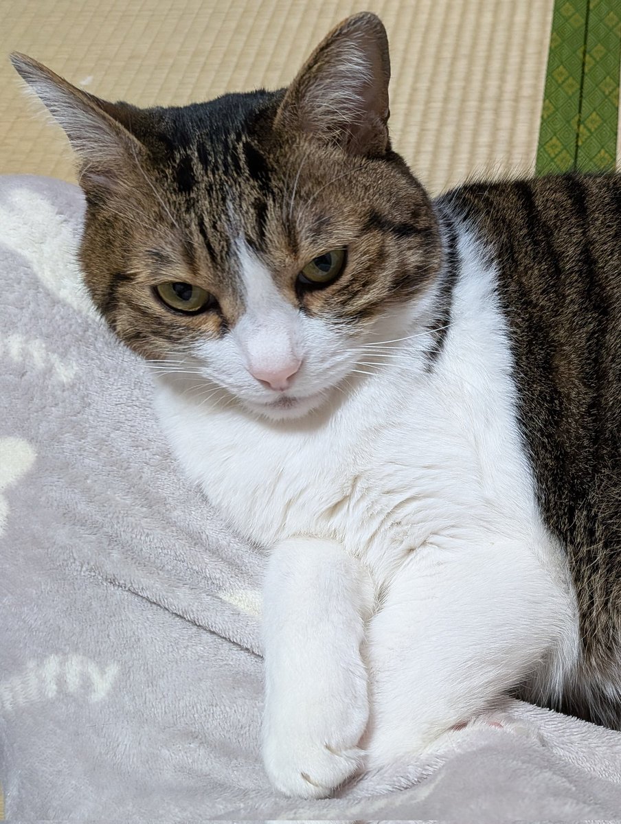 かとう ゆず tweet media