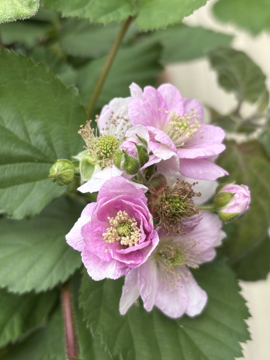 Laylaysyu_Vlaze's tweet image. ブラックベリーのお花が咲き始めましたわ(๑&amp;gt;◡&amp;lt;๑)✨✨🌸🌸🌸
#ブラックベリー
#Blackberry