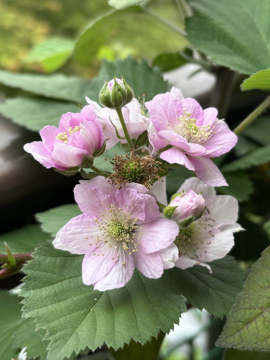 Laylaysyu_Vlaze's tweet image. ブラックベリーのお花が咲き始めましたわ(๑&amp;gt;◡&amp;lt;๑)✨✨🌸🌸🌸
#ブラックベリー
#Blackberry