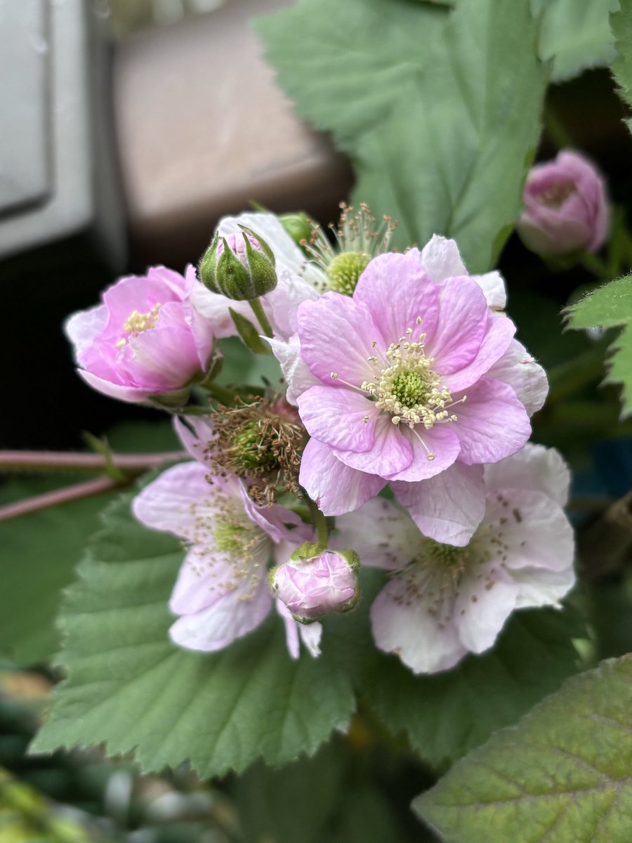 Laylaysyu_Vlaze's tweet image. ブラックベリーのお花が咲き始めましたわ(๑&amp;gt;◡&amp;lt;๑)✨✨🌸🌸🌸
#ブラックベリー
#Blackberry