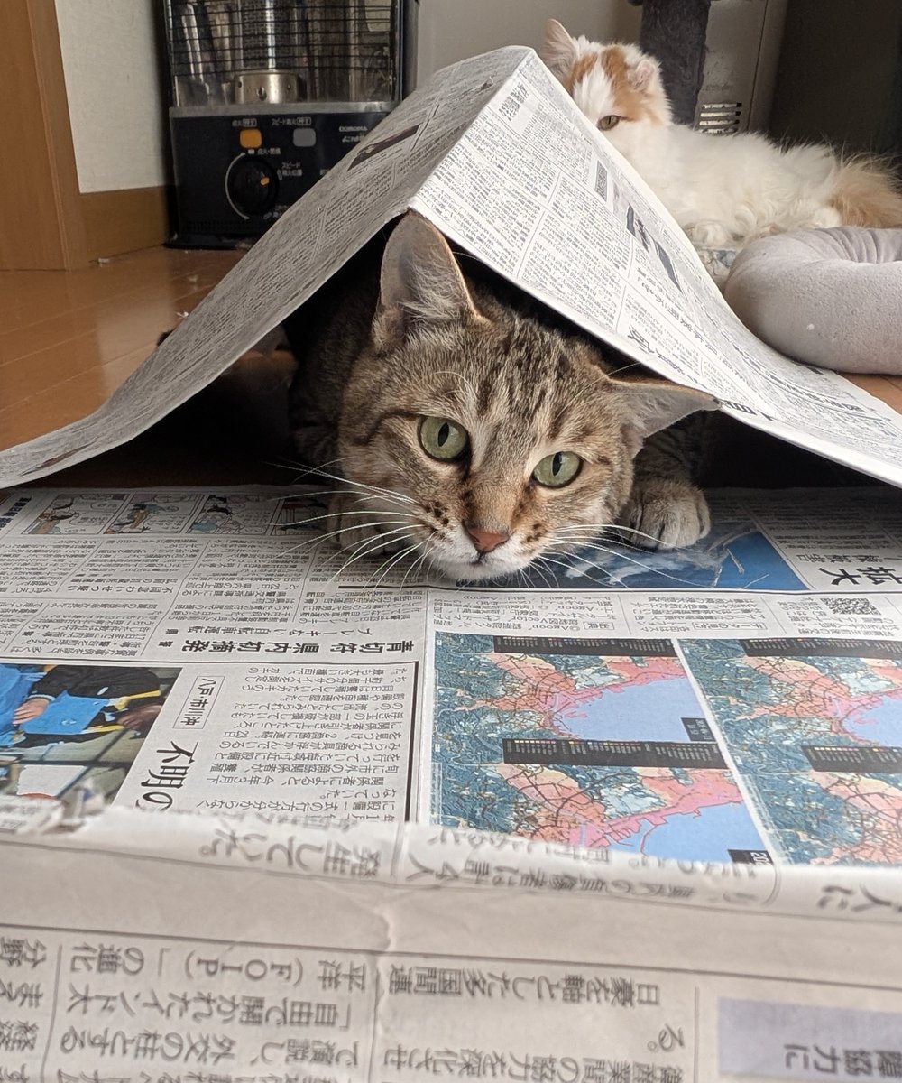 アヴェマナヴ tweet media