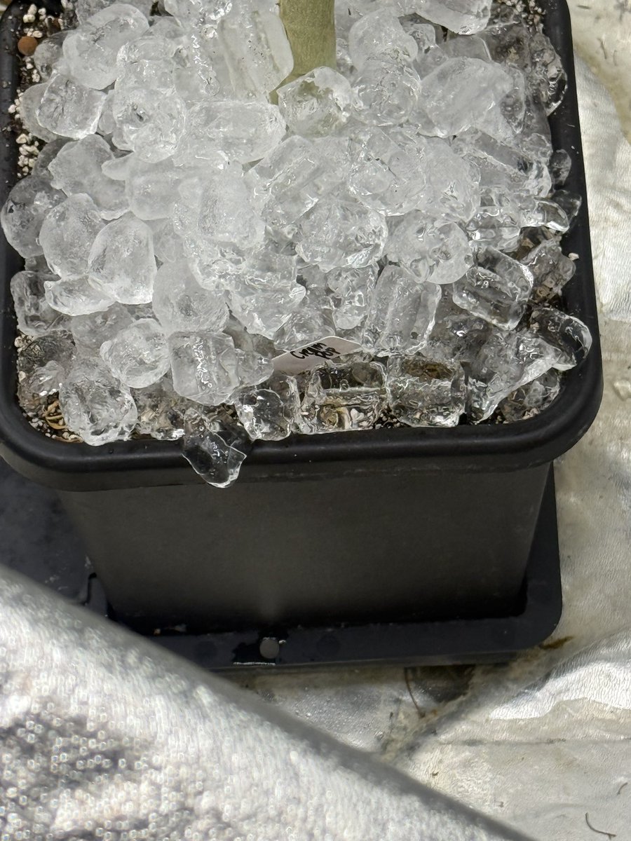 SlimmBankroll's tweet image. What an amazing run 🫐🫐Blueberry 🫐🫐
#homegrown #indoor #astoskeepers