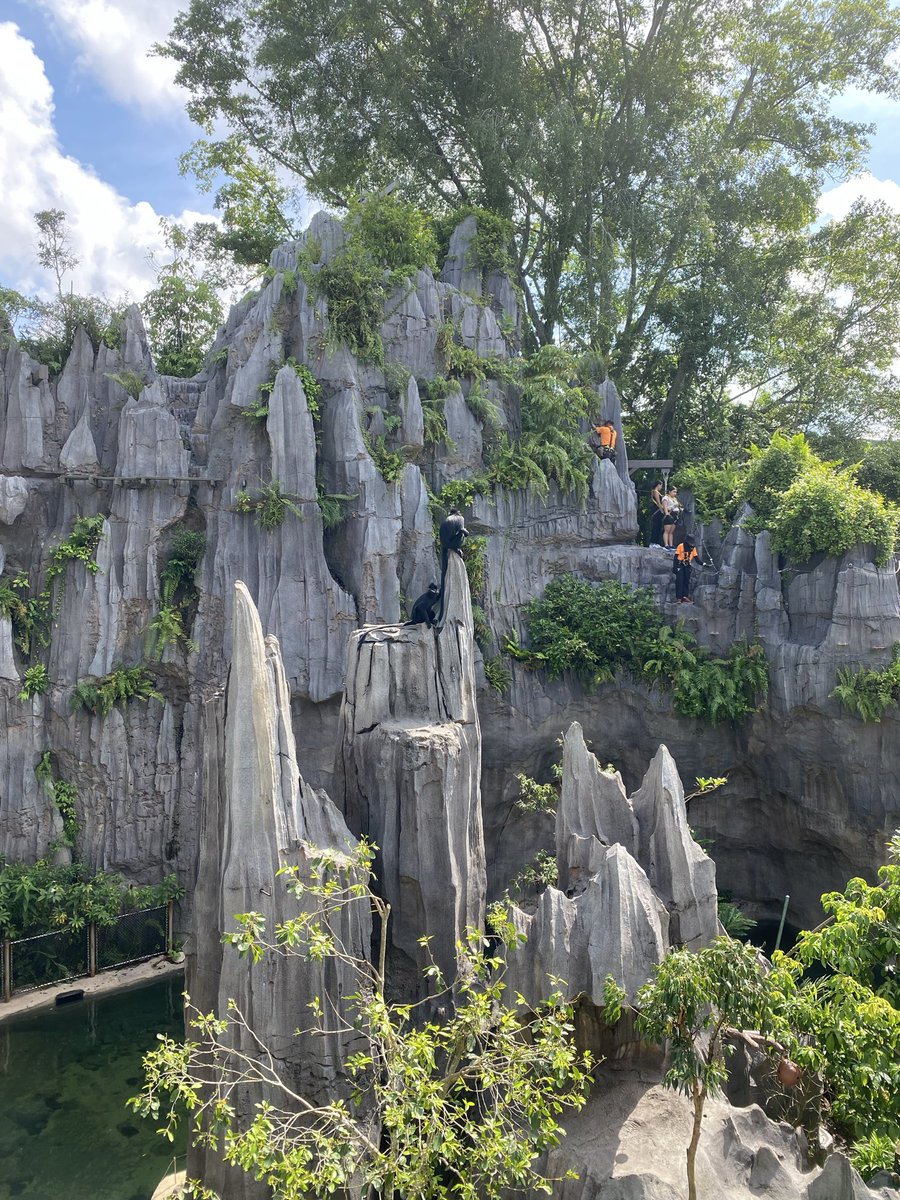 BvB_Megge's tweet image. 🧗 The François’ Langur probably were wondering why us “homo sapiens” in the background need so much gear and rope to climb around these rocks 🤣😂

🎶 "Man on the Silver Mountain" by #Rainbow (1975) 🎸 to be added to the drive home playlist! 

@MandaiWildlife #WeekendVibes