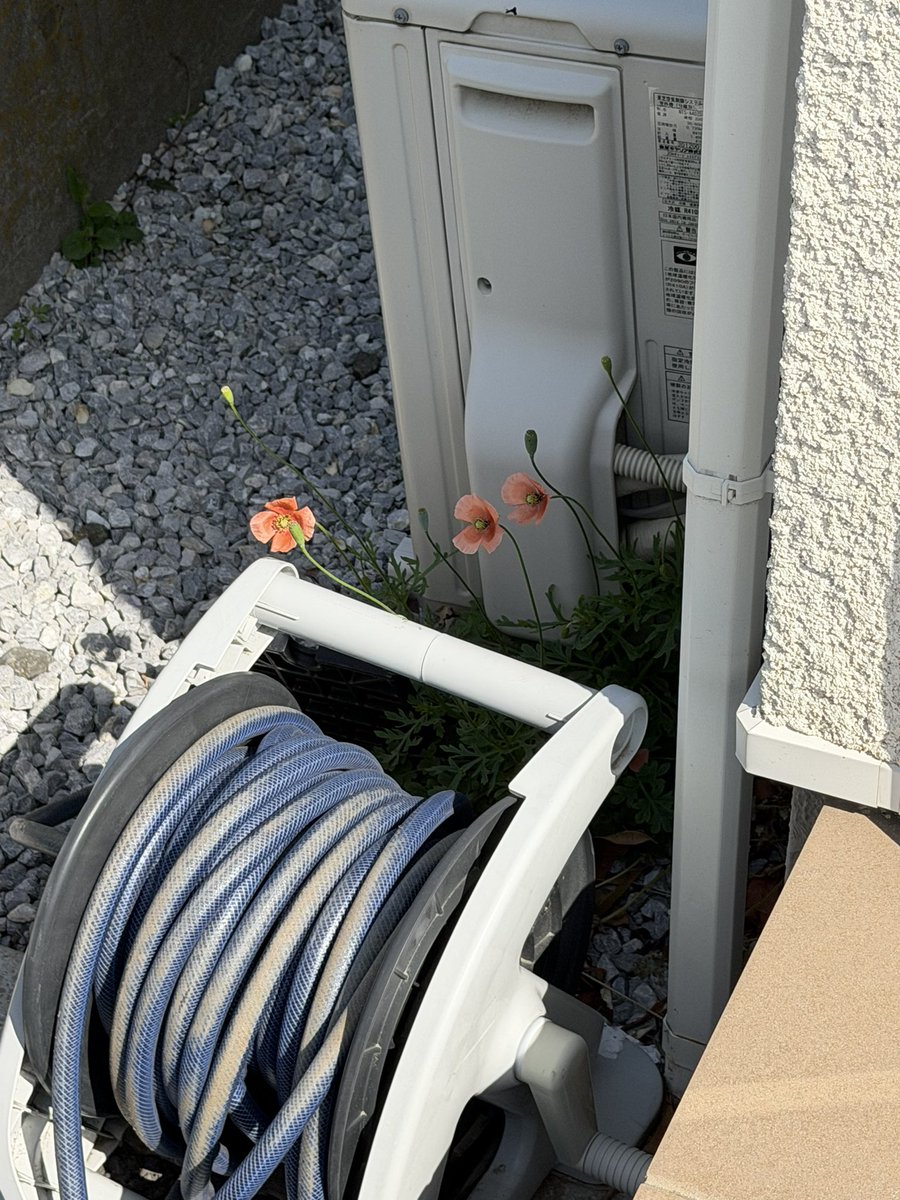 A先生の歯医者手術動画 tweet media