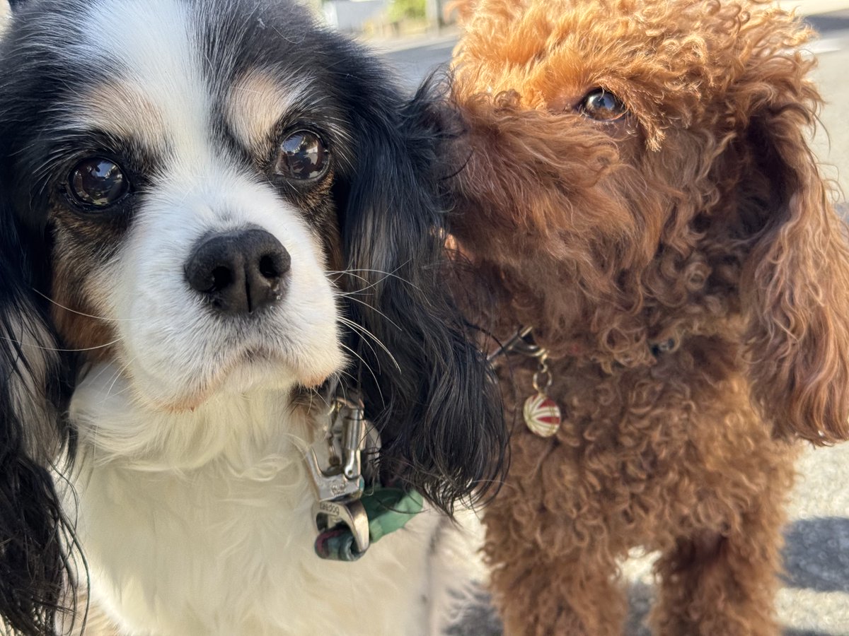 gtfld's tweet image. おはようございます。 #dogs