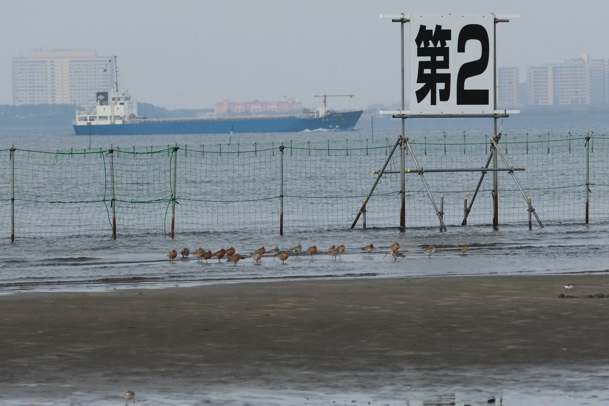 葦巴 tweet media
