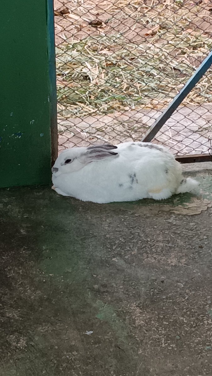 ★ bibi a lobismoça⁷ tweet media