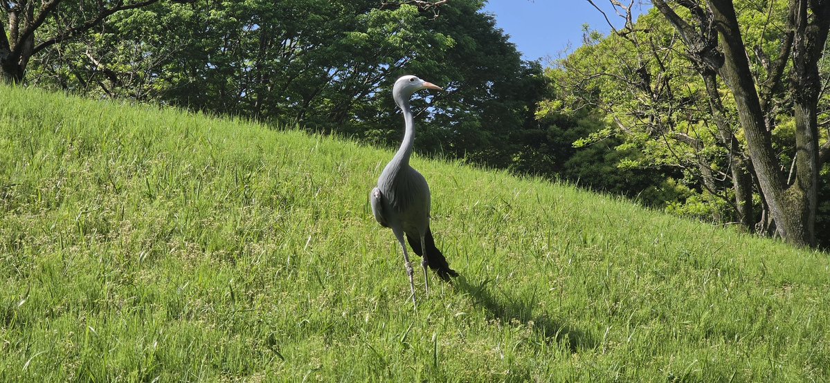 千葉市動物公園【公式】 tweet media