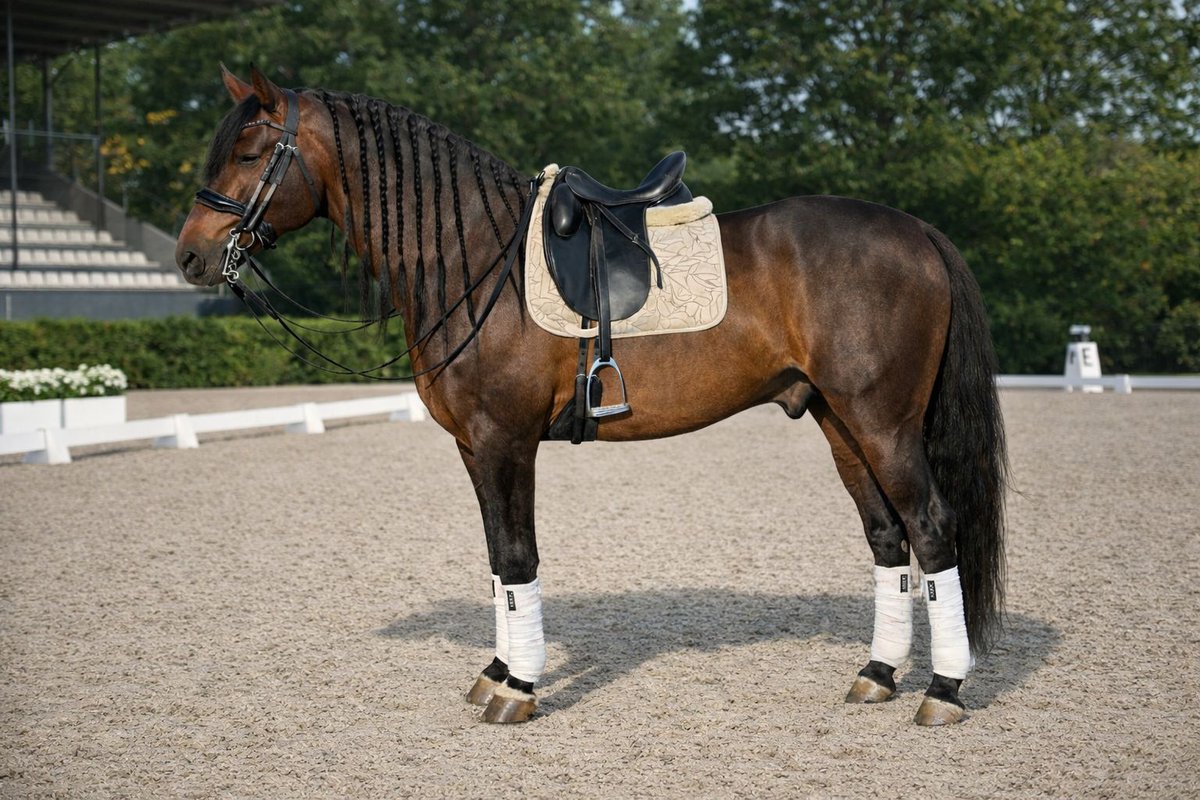 ehorses_com's tweet image. Elite 6yo PRE Stallion 🐴 Bay-Dark beauty, Level 3 trained, perfect for your equestrian journey! 🌟

🔗 c-de.co/Jvrn1

#ehorses #pre #dressagehorses #stallion #bay-dark #horselove #horse #horses #horselover #foundonehorses