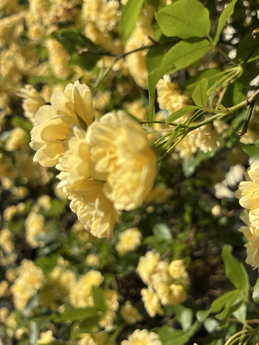 WbdICRlwzo1RMiP's tweet image. STをしていて…
お相手のお話をお聞きすることが
多くあります｡

お相手の
バックグラウンド
本当に
様々だな…
と実感する日々です！

それを心で感じたい🍃🕊️

＃ST
＃医療
＃介護
＃心
＃死生観