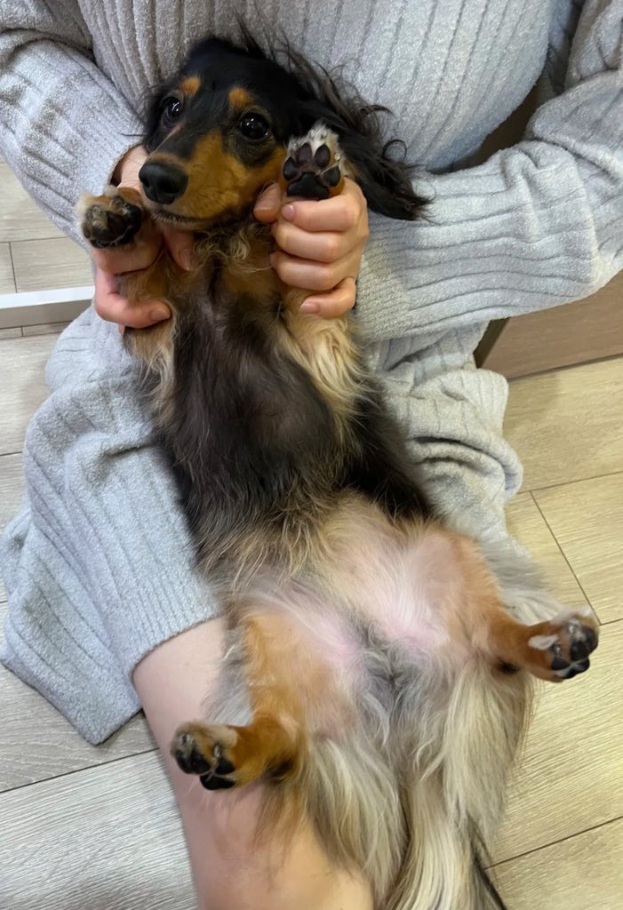 【こうちゃん家】ダックス、ダックス、ときどきゴールデン tweet media