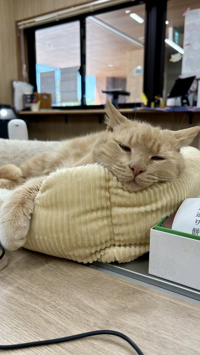 ごかつら池どうぶつパーク tweet media