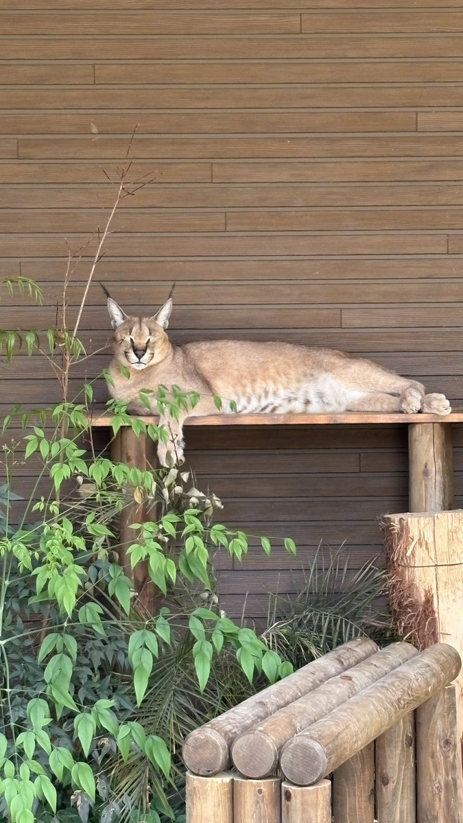 ごかつら池どうぶつパーク tweet media