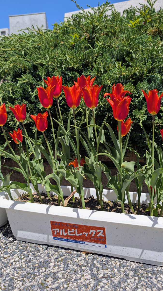 にしやん tweet media