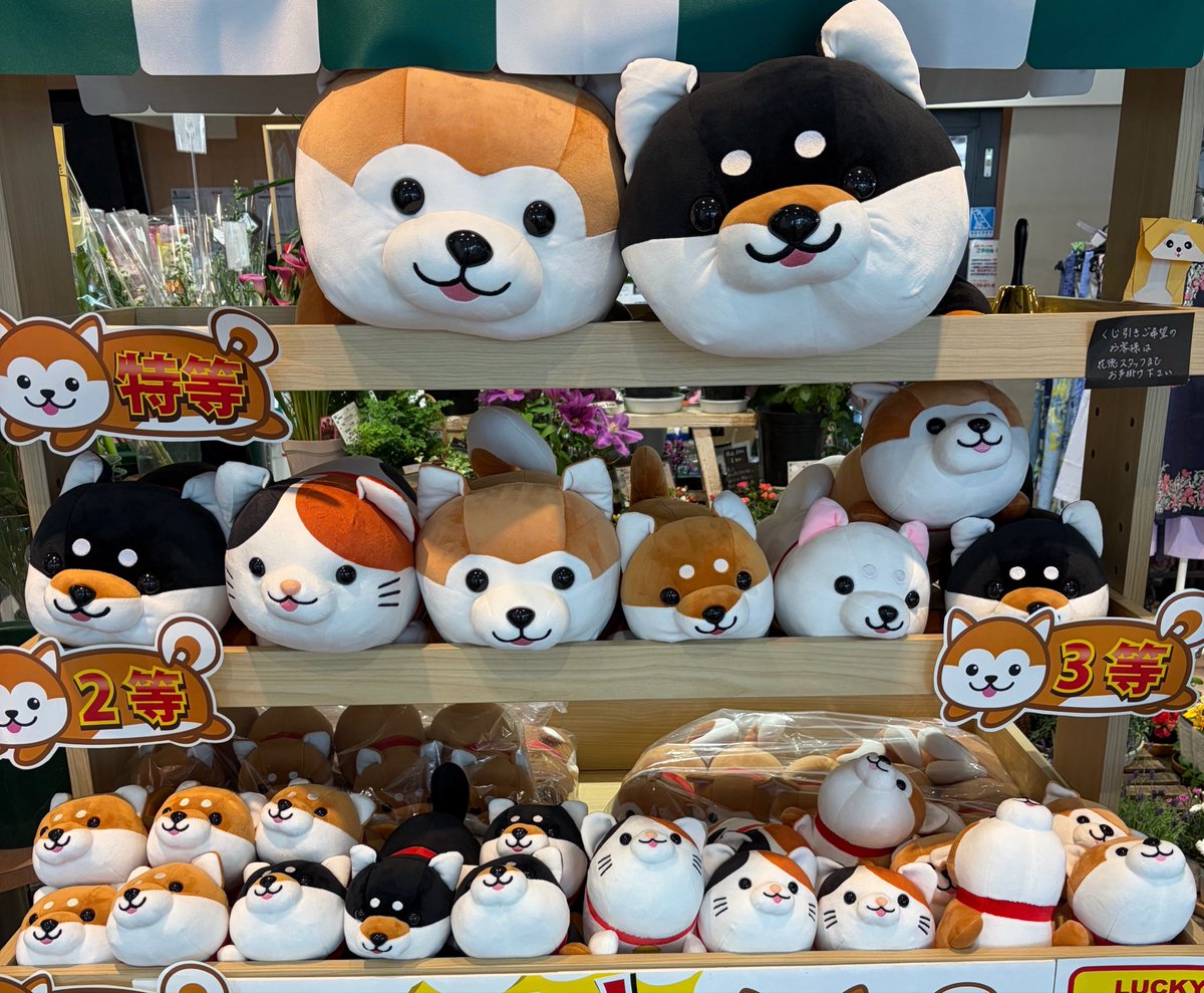 まり　ま🦍🎼 tweet media