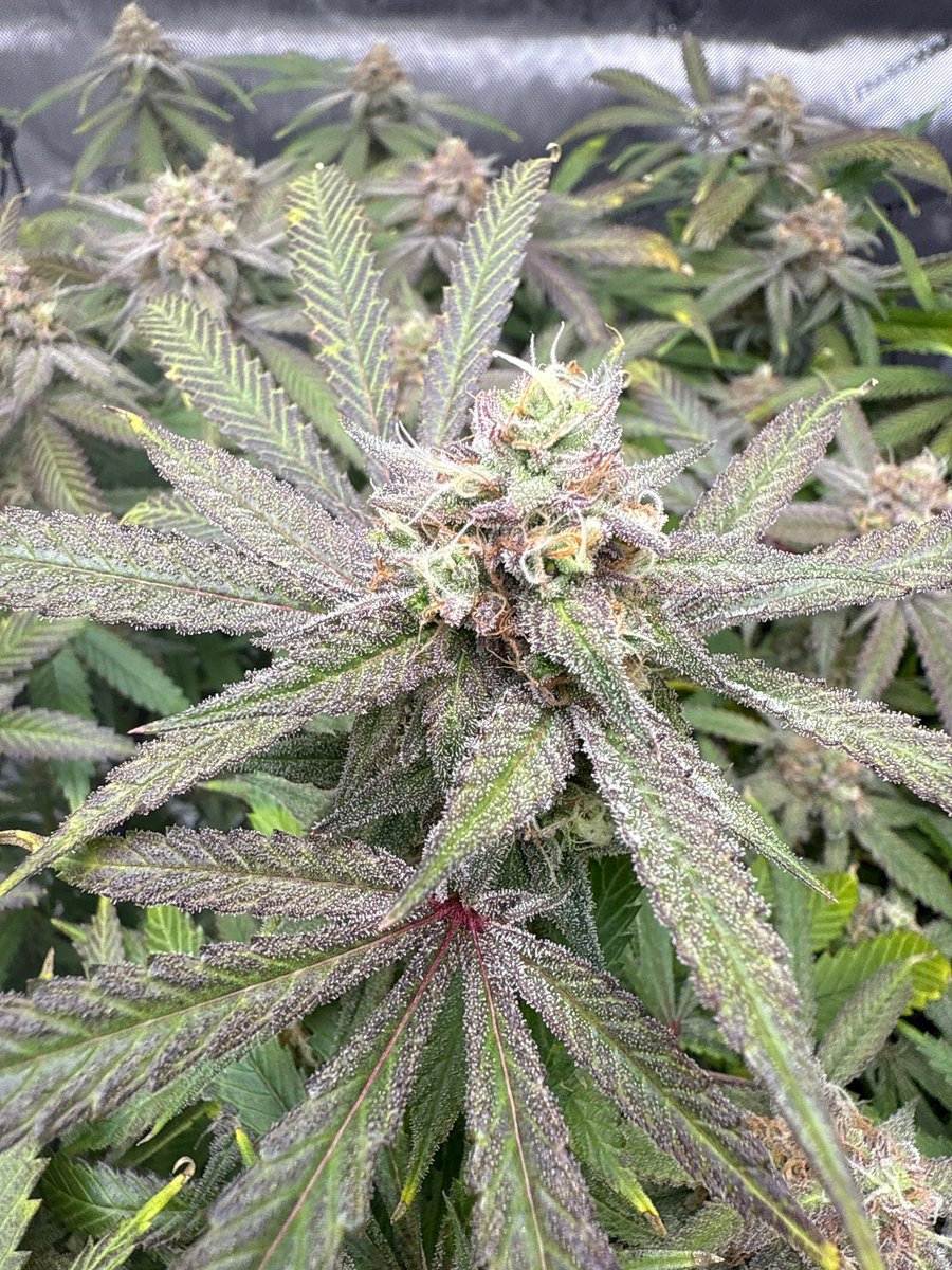 SlimmBankroll's tweet image. That 🔥 pheno is dropping next🍬🍭🍬🍭
               Mochi x DreamCatcher. 
#indoor #homegrown #Mochi #Dreamcatcher #za