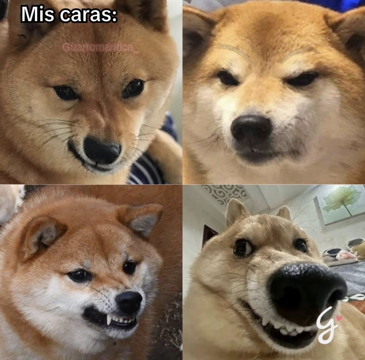 El Guarromántico tweet media