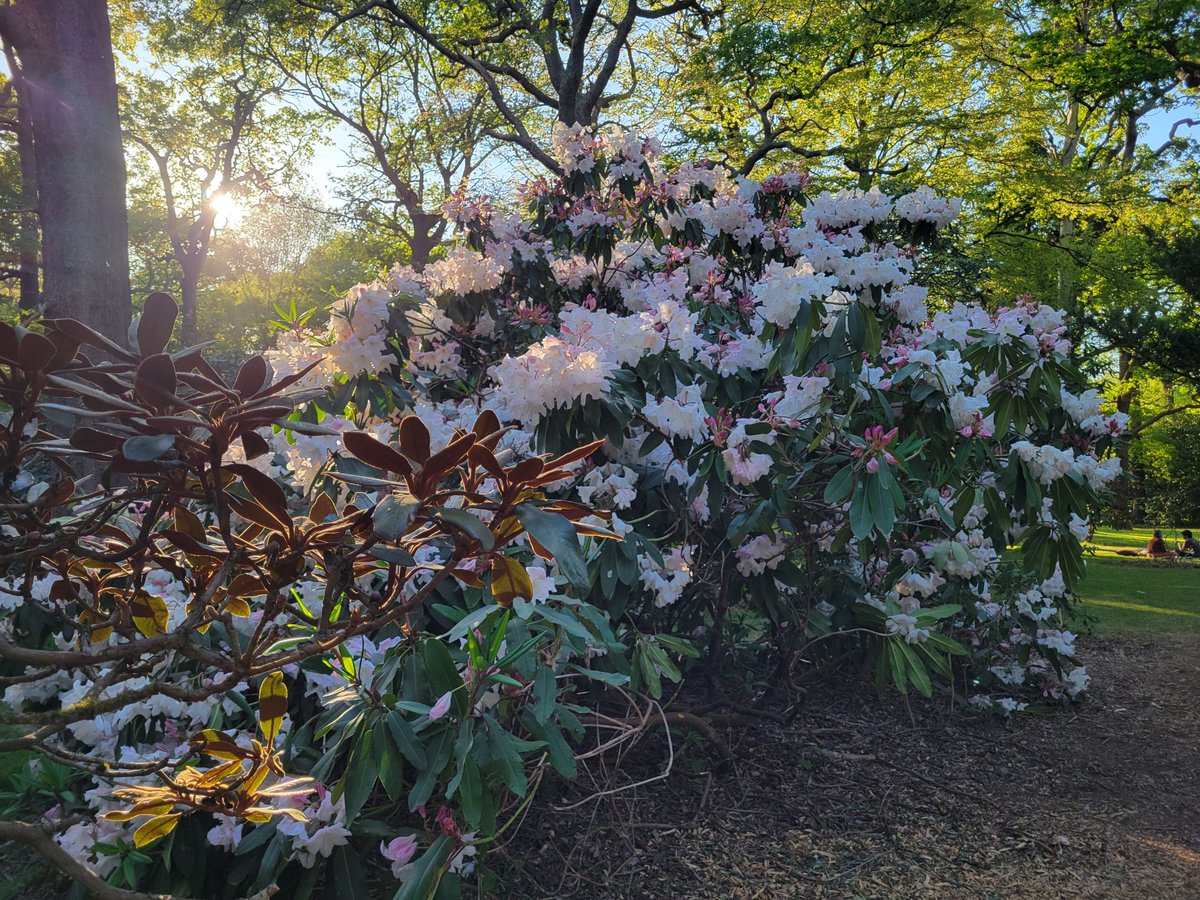 rossikwan's tweet photo. 今日又睇花，Isabella Plantation https://t.co/jOBYtfQbmN