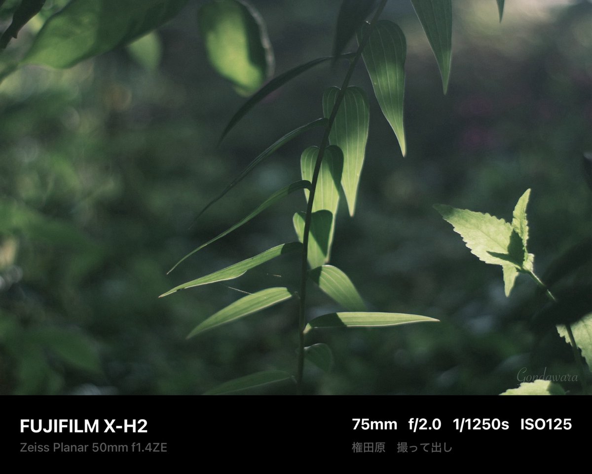 loqg78's tweet image. やっぱEVFで見てる時より、若干暗くなる気がするなぁ🙄🌿

#fujifilm_xseries #XH2 #Zeiss #Planar50ZE #ノスタルトーン