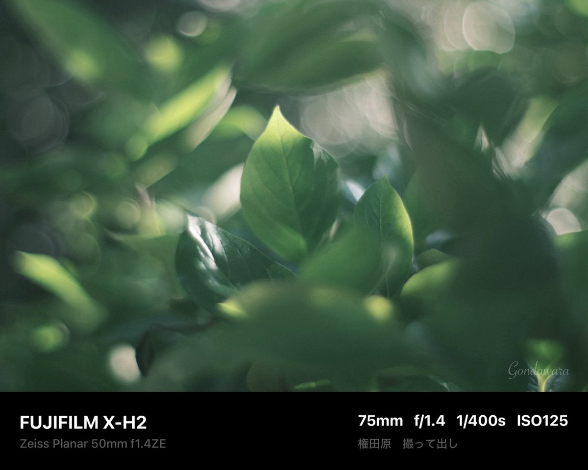 loqg78's tweet image. やっぱEVFで見てる時より、若干暗くなる気がするなぁ🙄🌿

#fujifilm_xseries #XH2 #Zeiss #Planar50ZE #ノスタルトーン