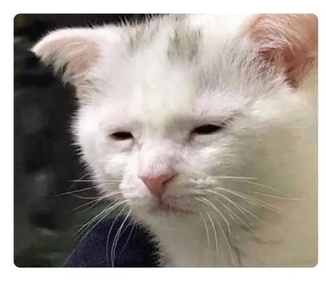 Everton S tweet media